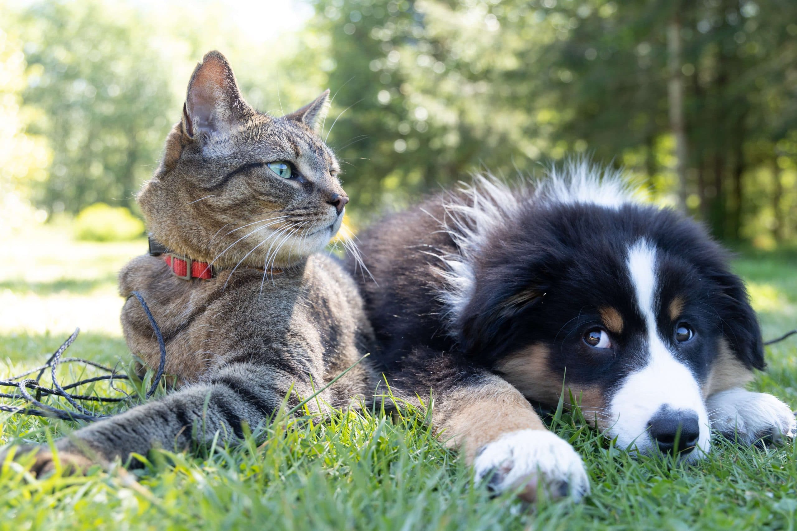 Stressvol regenval Victor Neem je een kat of een hond? - Huisdier informatie