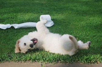 Hond zindelijk maken