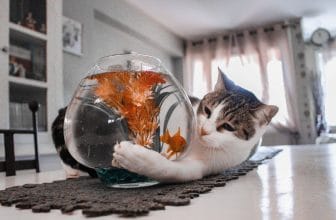Kat ongewenst gedrag afleren