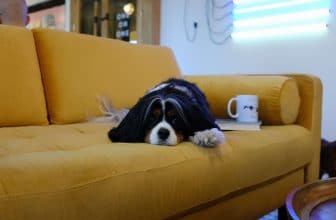 Hond afleren om op de bank te springen