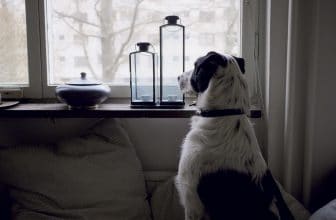 Hond leren om alleen te zijn