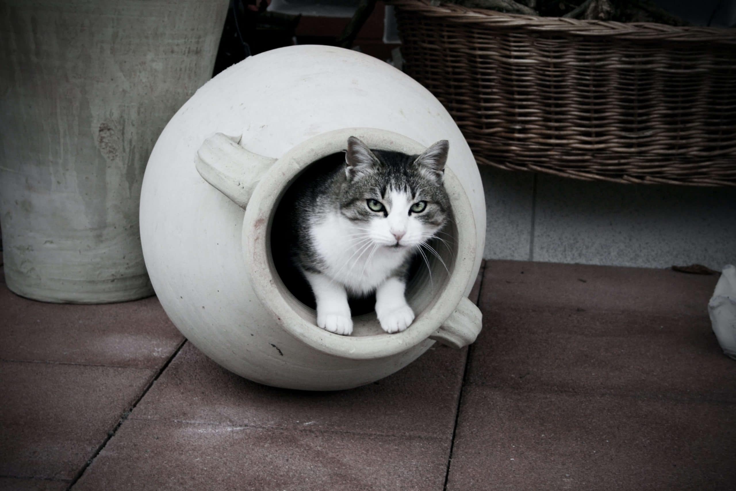 tennis Nuchter Perth Blackborough Kat zindelijk maken kattenbak - Huisdier informatie