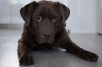 over labrador retreiver