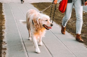 hond trekken aan de riem