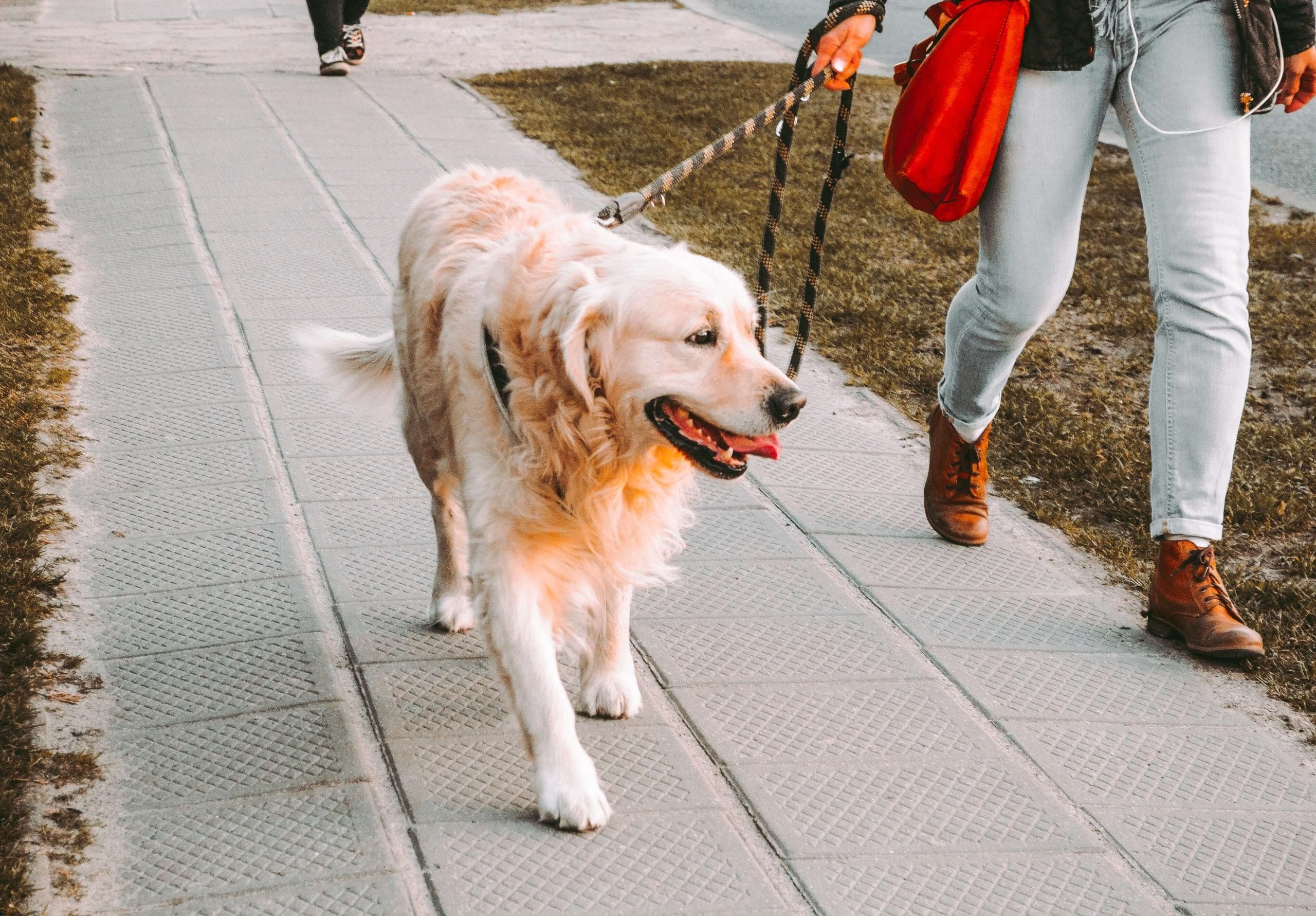 hond trekken aan de riem