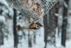 Wat zijn winterharde vogels voor in een volière?