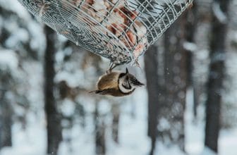 Wat zijn winterharde vogels voor in een volière?