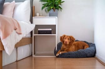 Kun je een hond in een flat houden