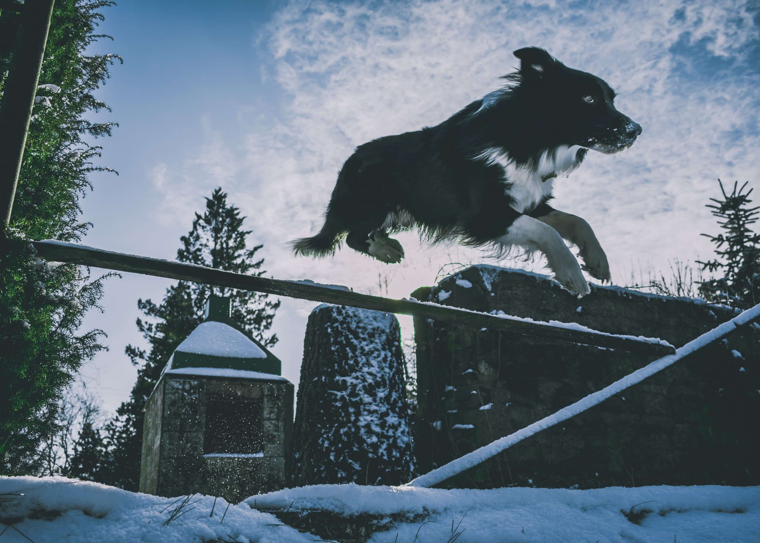 over de bordercollie