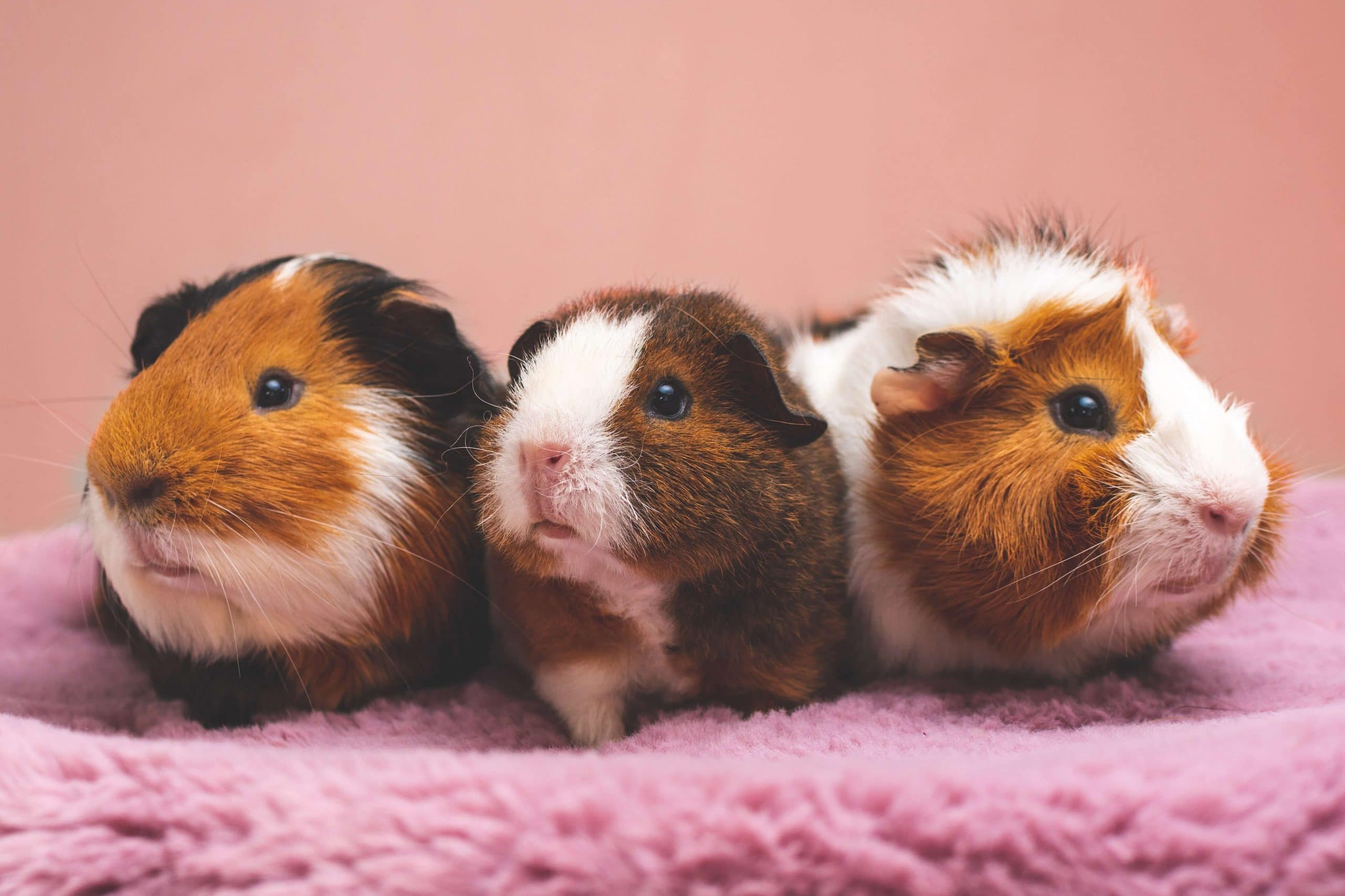 cavia oppas