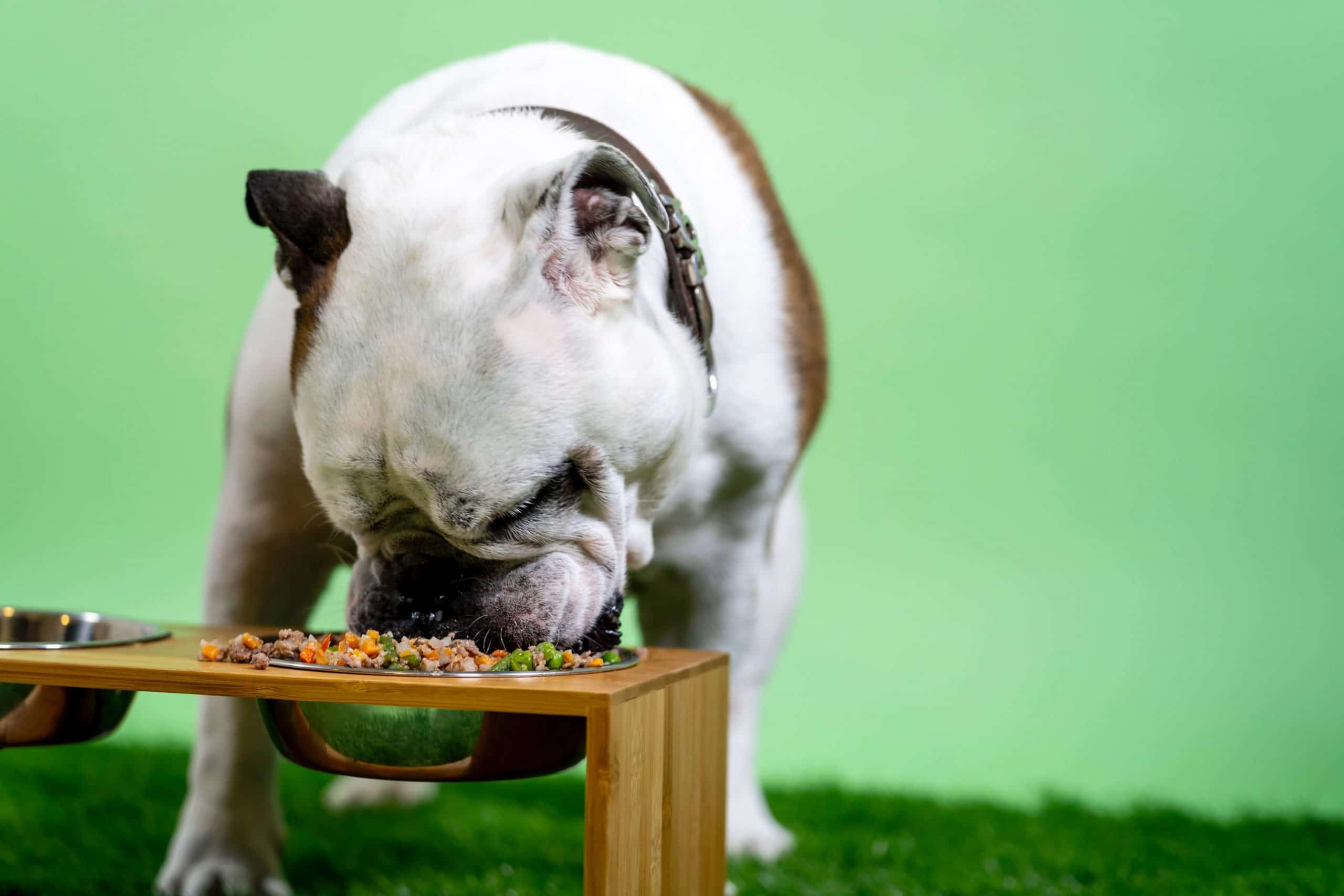 waarom eet hond niet