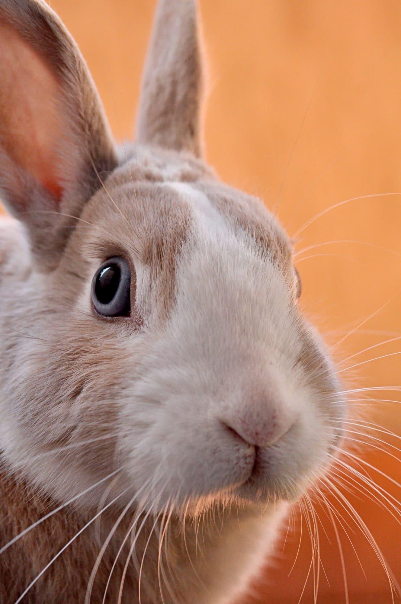 Tips bij konijn adopteren Huisdier informatie