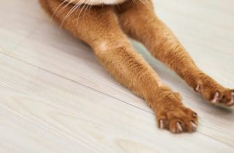 kattennagels knippen