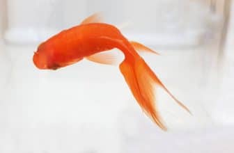 tips aanschaf goudvis