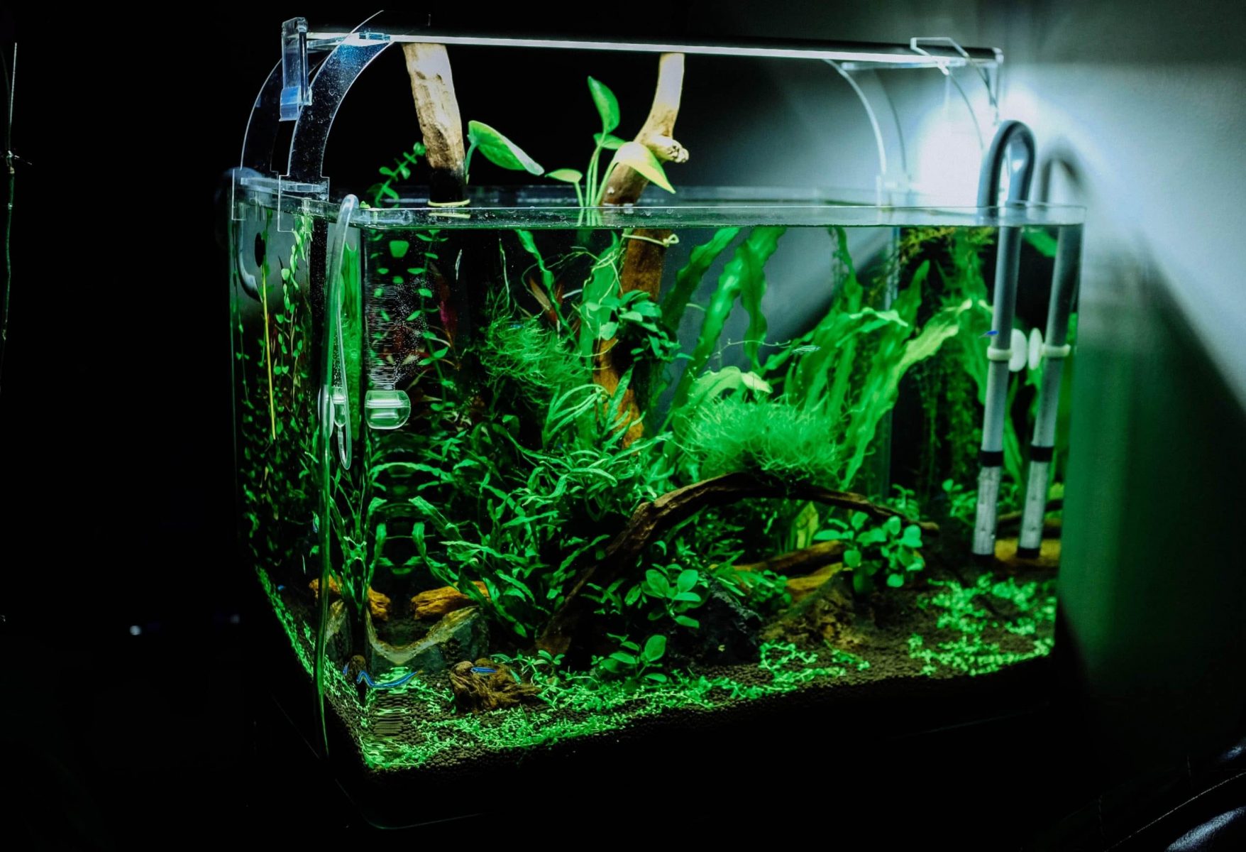 aquariumplanten welke