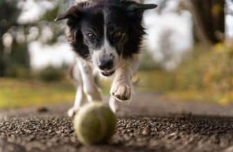 gezonde levensstijl hond