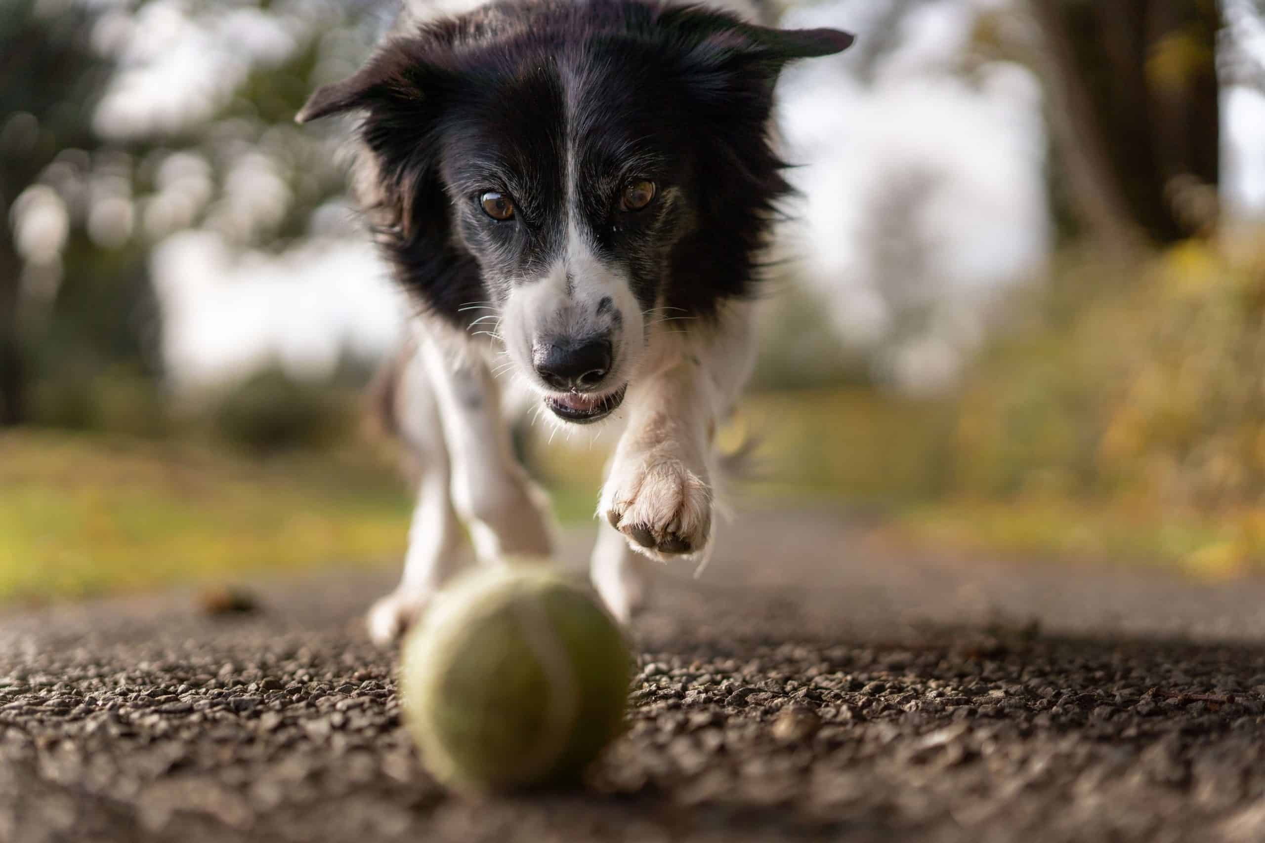 gezonde levensstijl hond