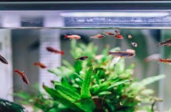 aquarium pomp