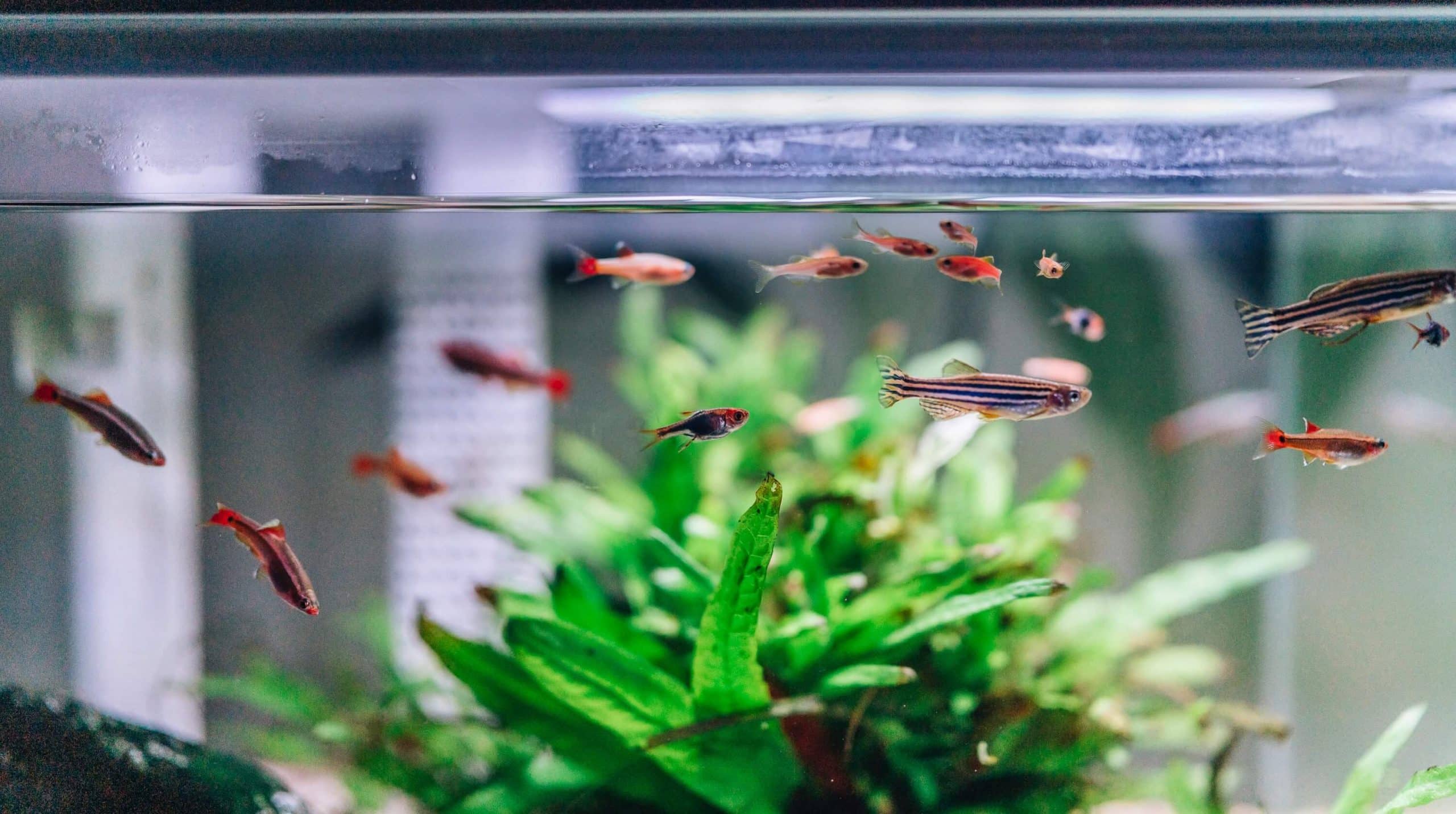 aquarium pomp