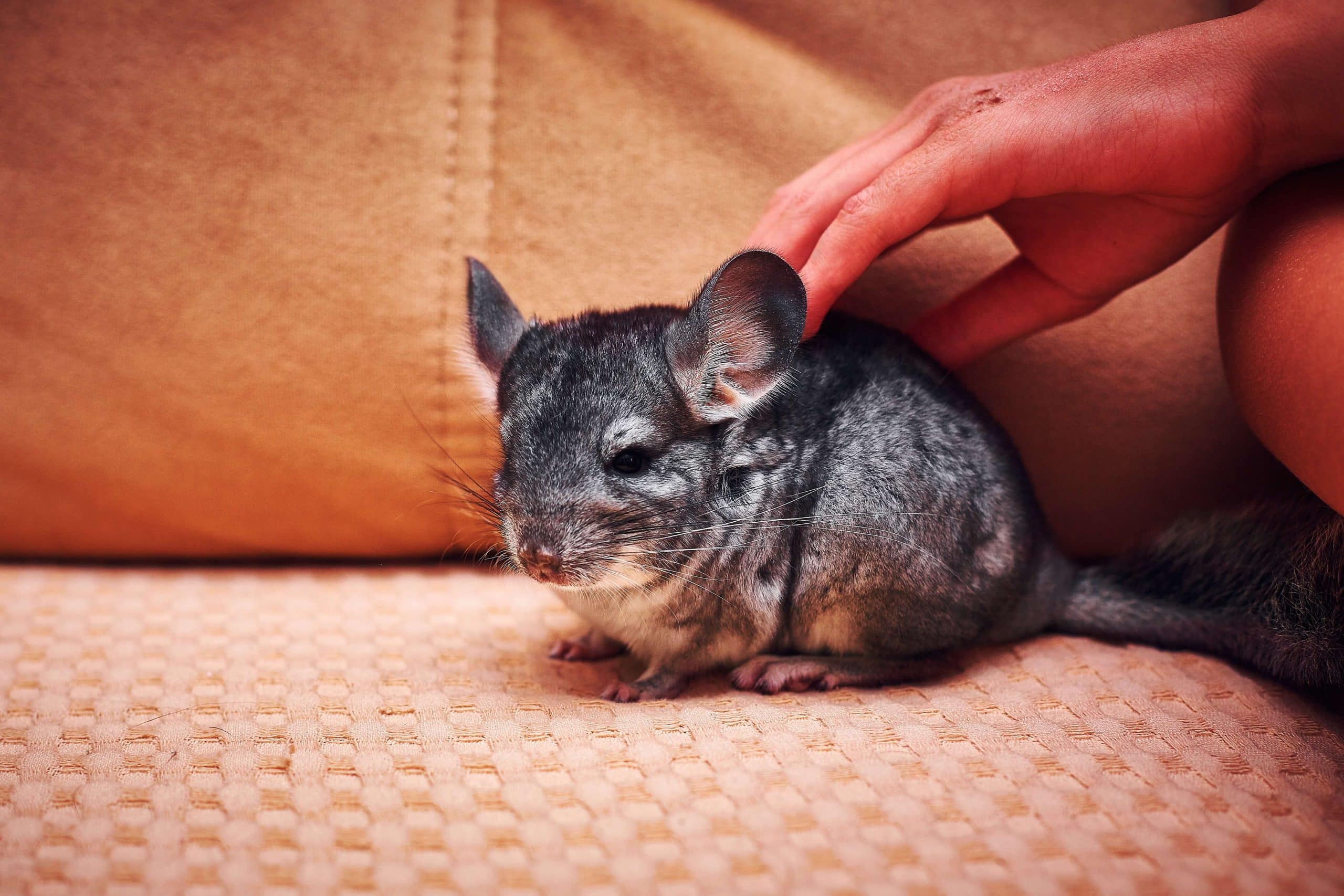 knuffel Situatie geur Belangrijke tips als je een chinchilla overweegt als huisdier - Huisdier  informatie