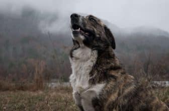 hond blafband