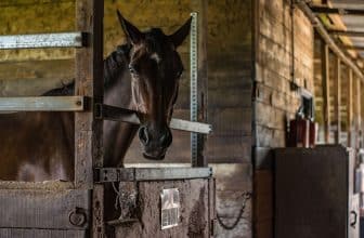 supplementen paard