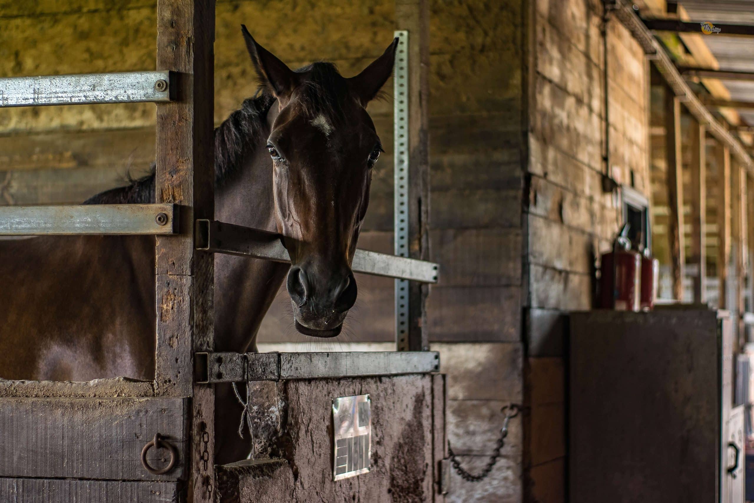 supplementen paard