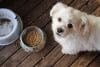 hond braakt