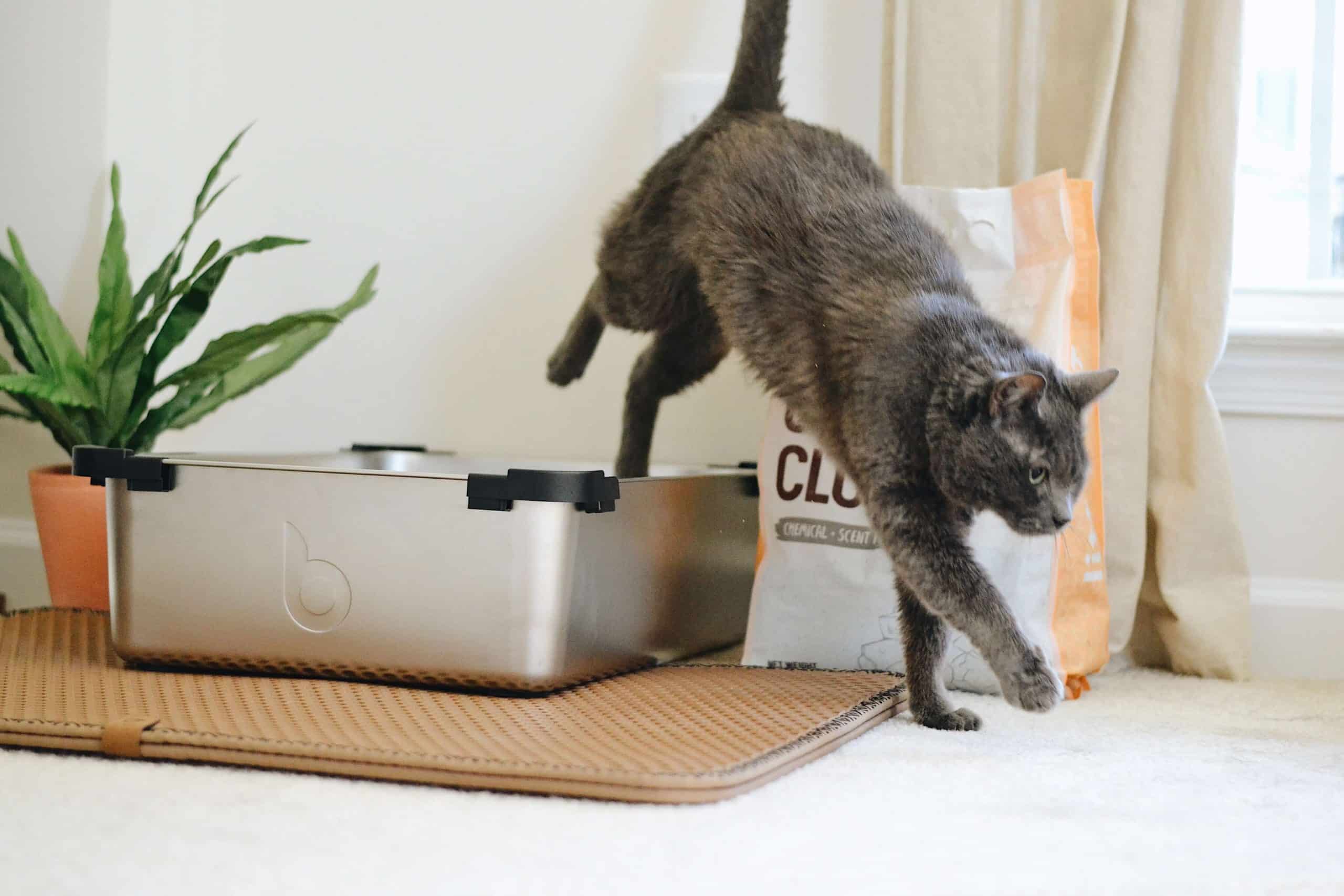 De beste kattenbakken van 2024