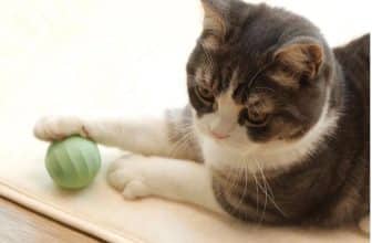 Cheerble | Mini Bal 3.0