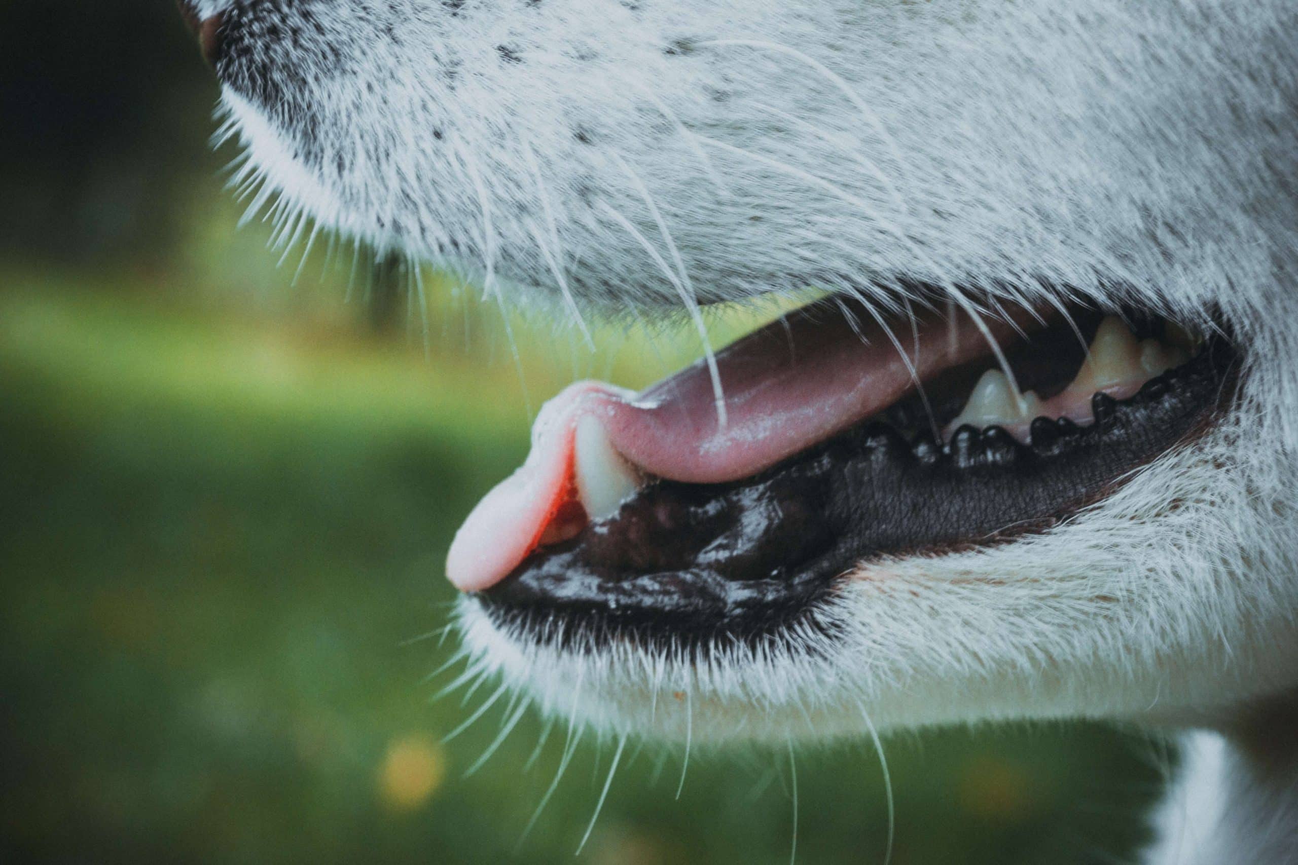 hond stinkt uit bek