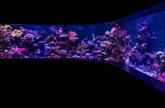 zoutwater aquarium