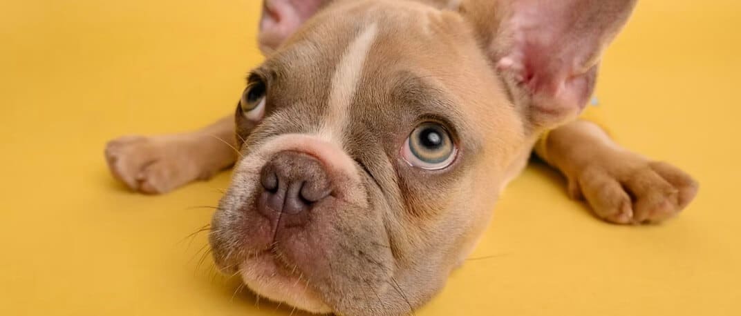 De beste anti wormmiddelen voor honden van 2024