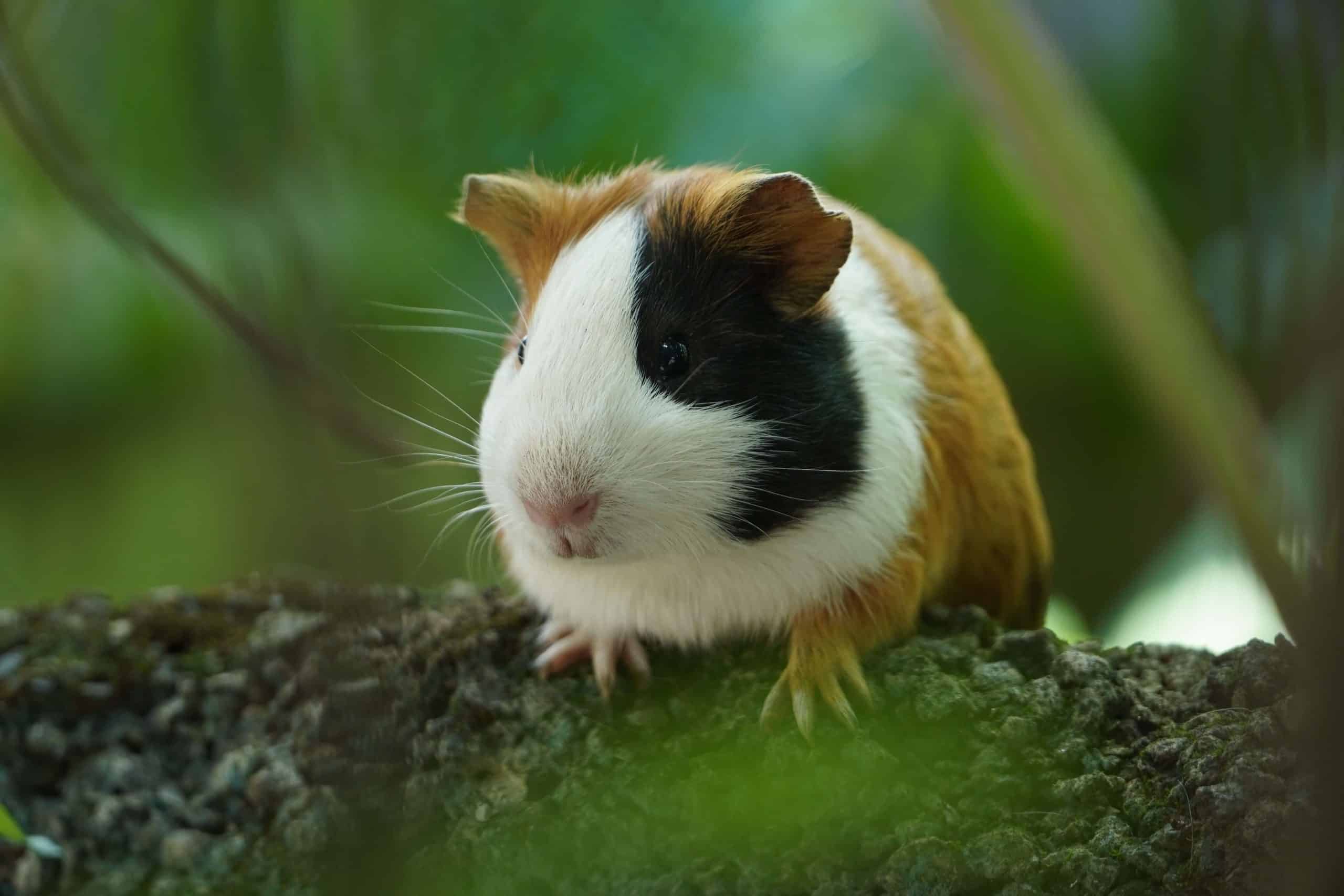 cavia geluiden