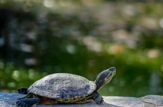 huisdier schildpad