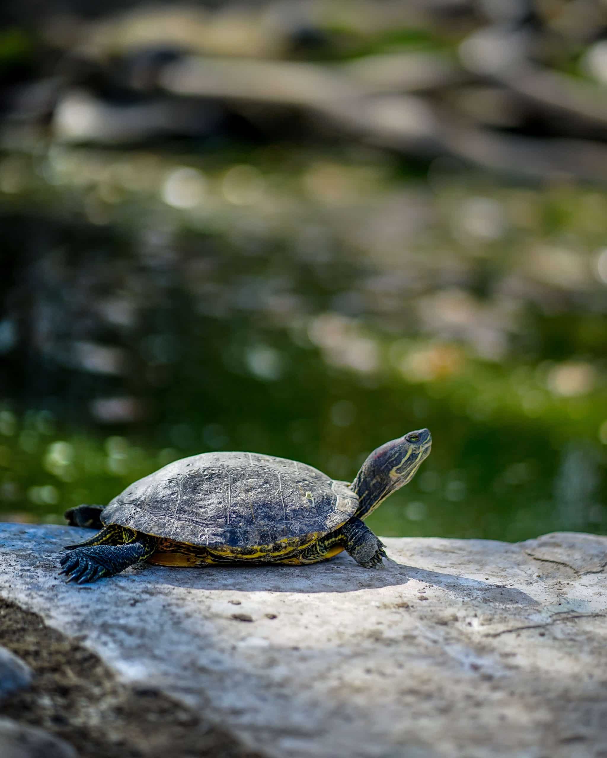 huisdier schildpad