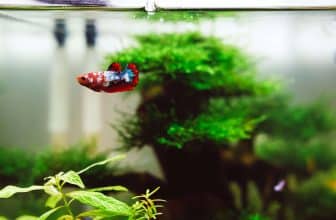 Het energieverbruik van een aquarium
