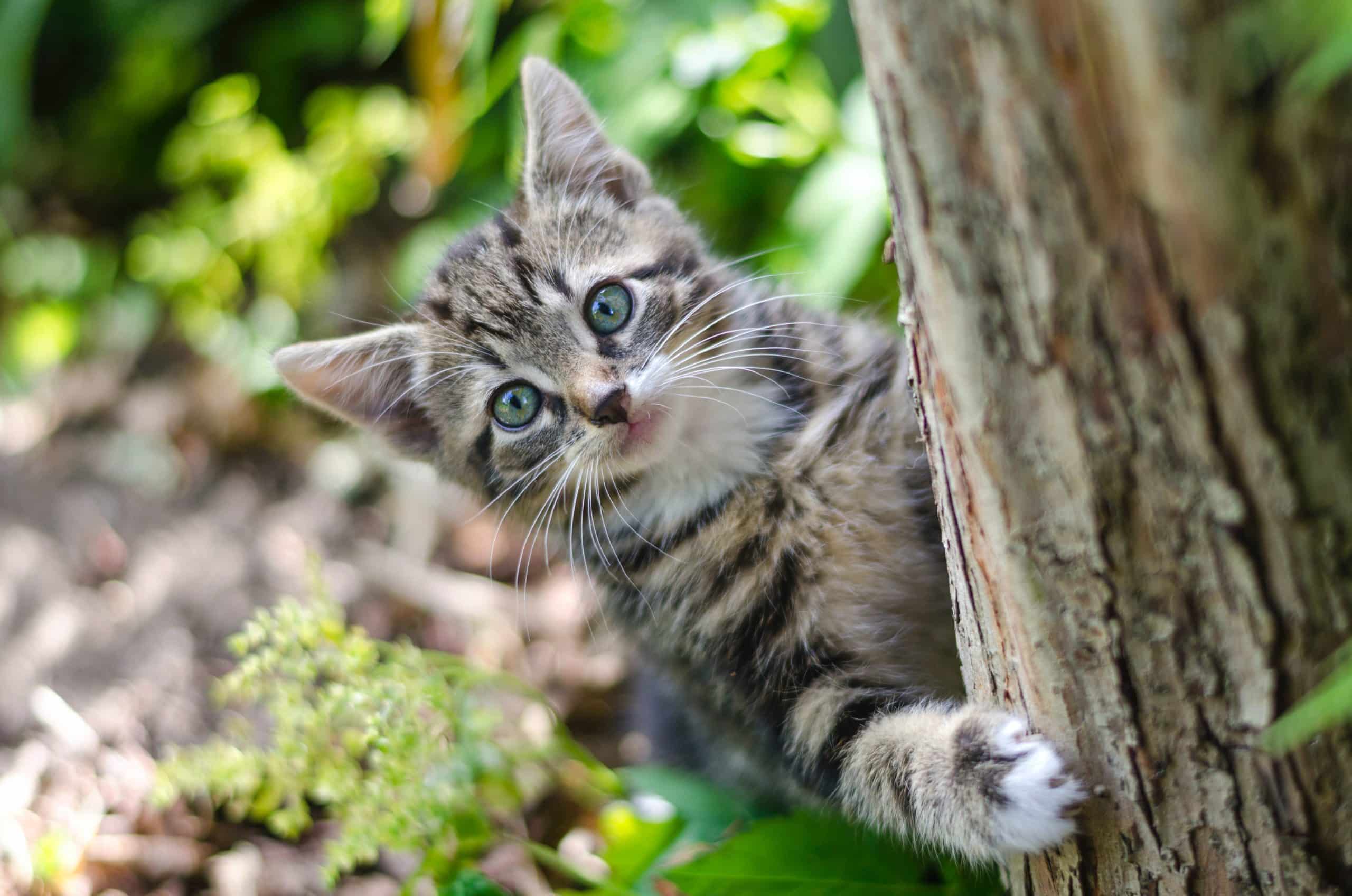 kat verjagen uit de tuin