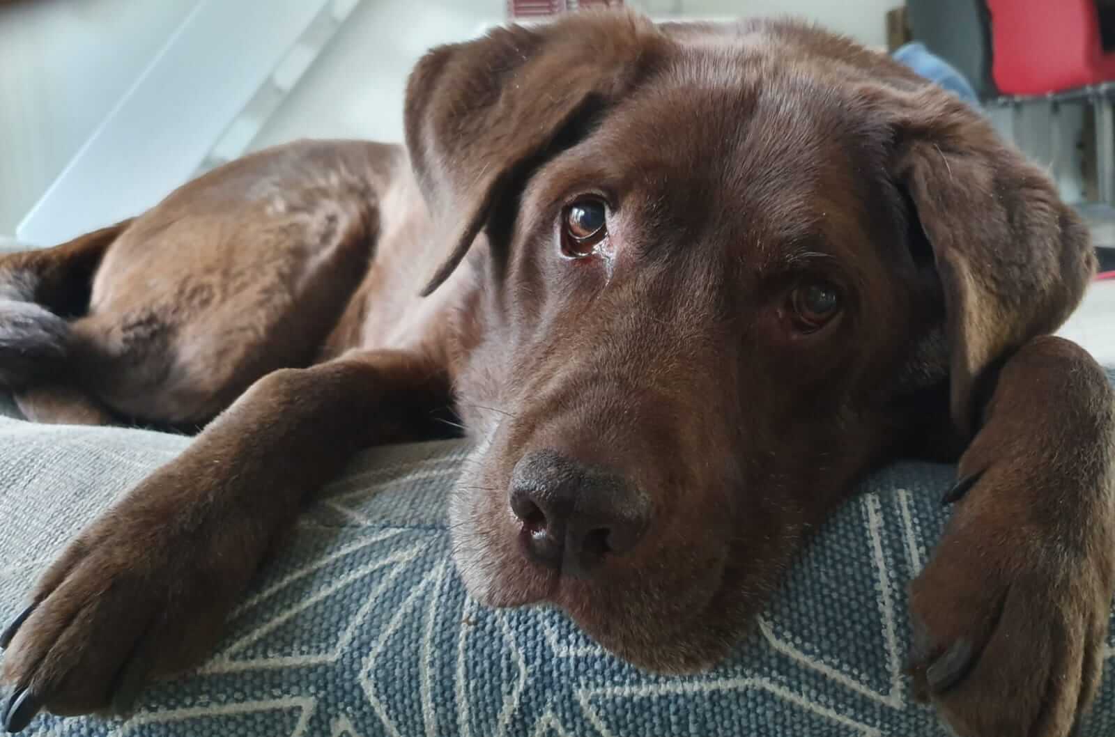 labrador retreiver sooten engels amerikaans