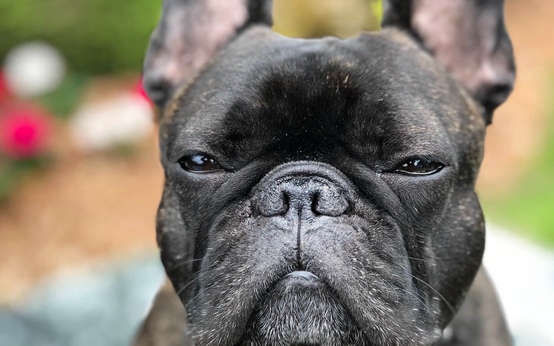 leeftijd franse bulldog