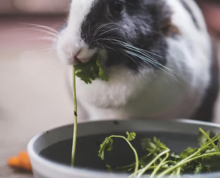 Beste voerbakken voor je konijn