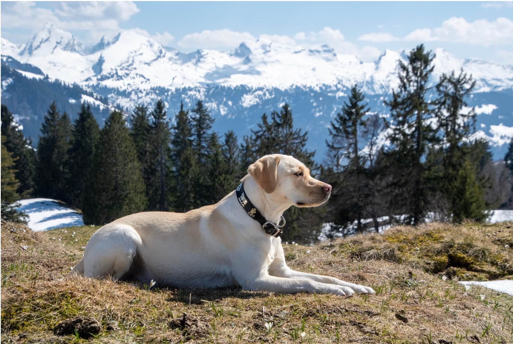 hoe groot wordt labrador