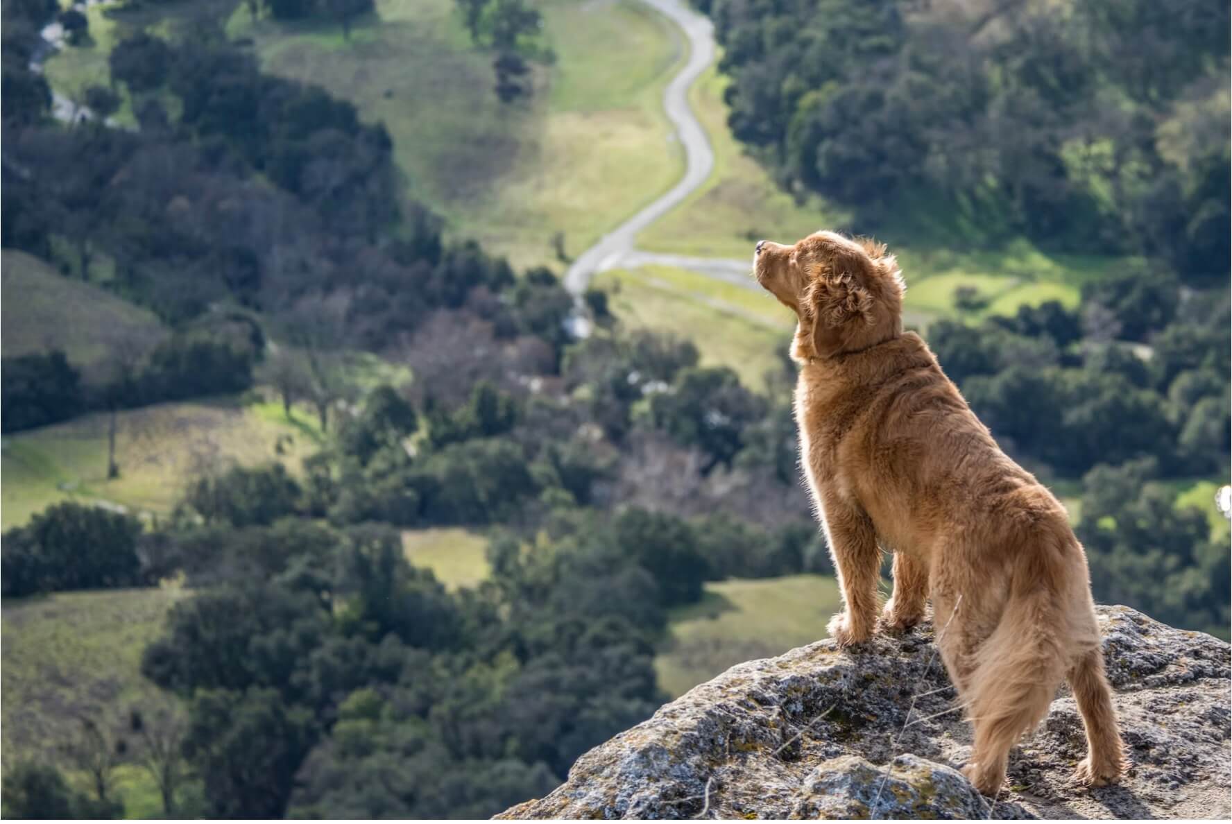 hoe groot golden retreiver