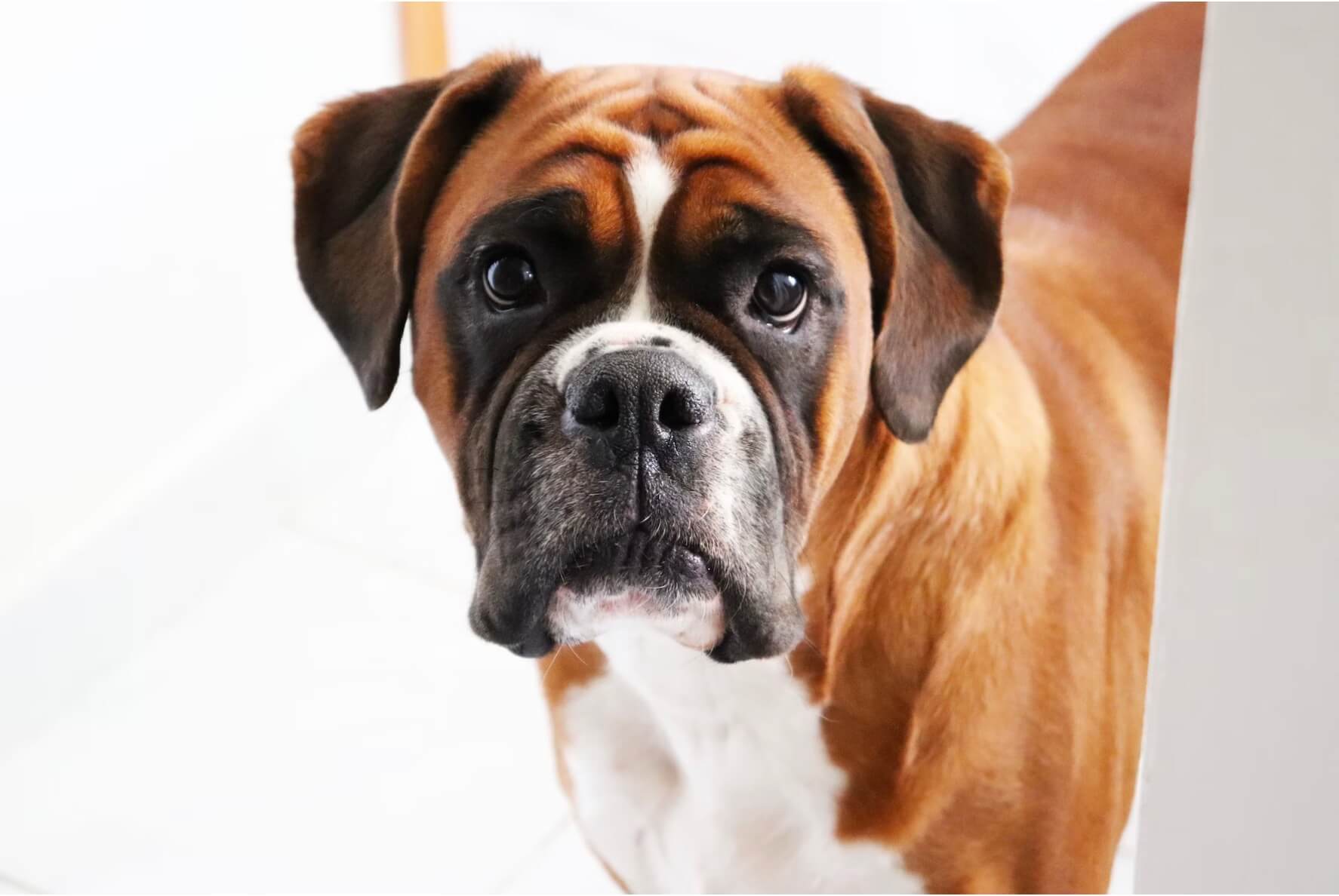 boxer oud leeftijd