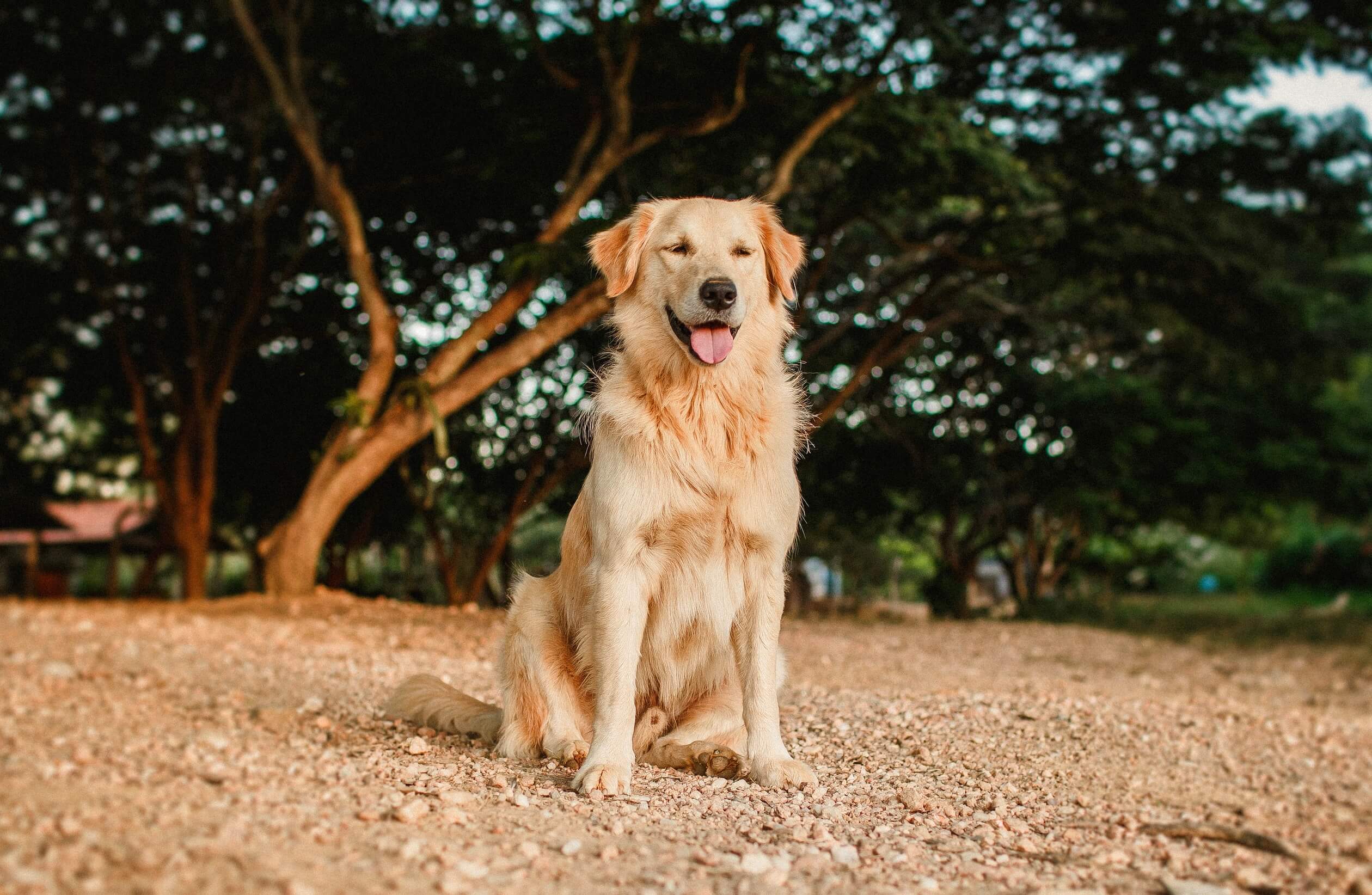 golden retreiver hoe oud