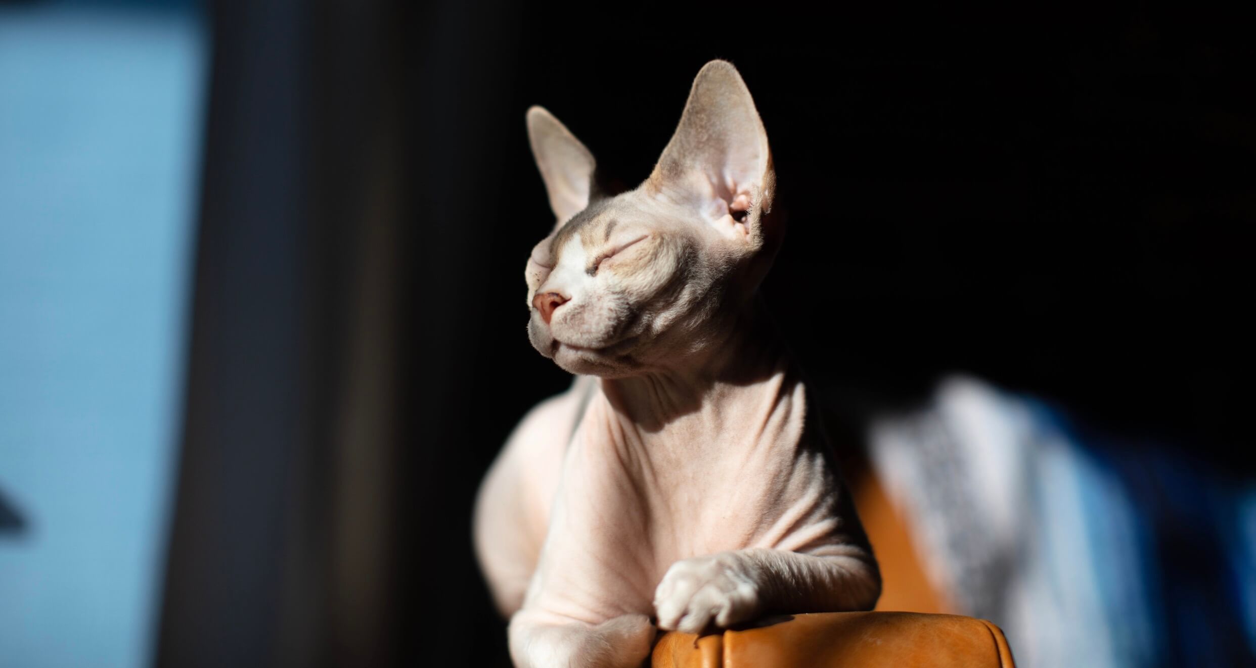 Lees meer over kattenrassen die niet of nauwelijks verharen. Perfect voor mensen met allergieën of die op zoek zijn naar onderhoudsarme katten.