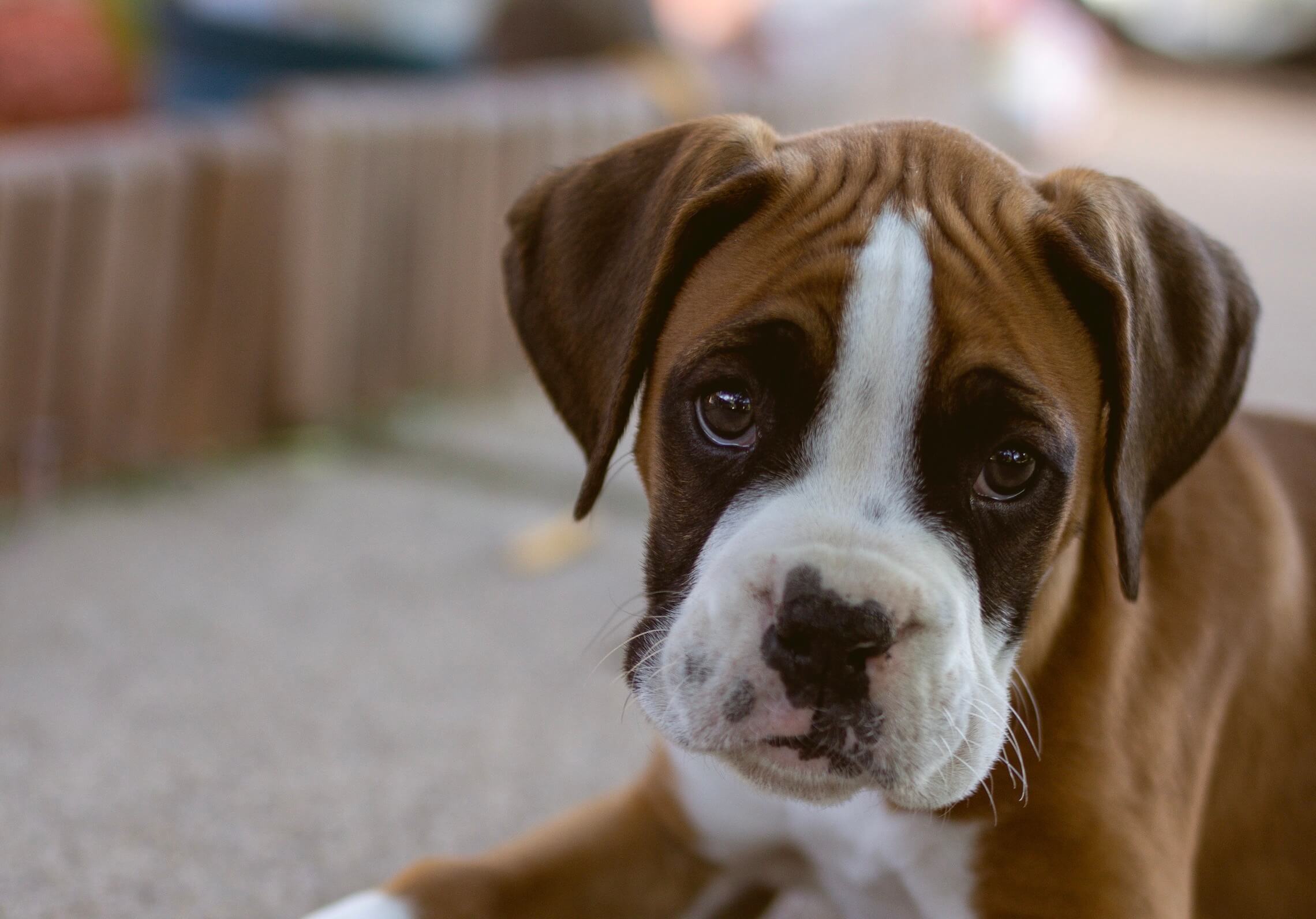 boxer hond