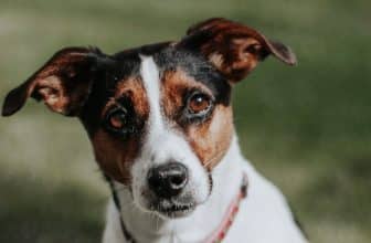 jack russell