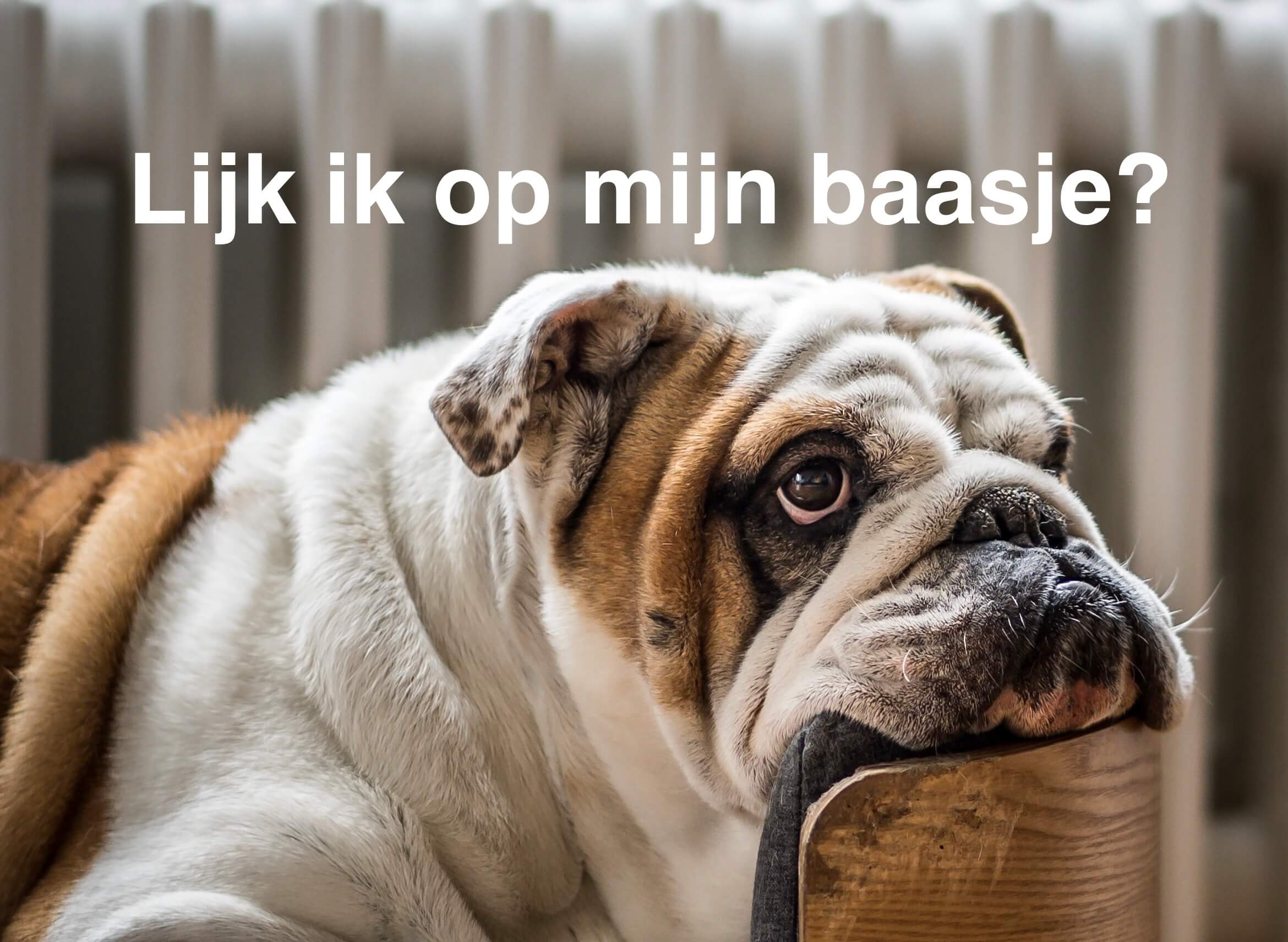 lijkt hond op baasje