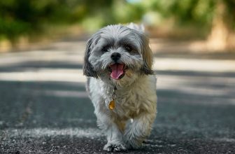 Shih Tzu